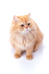 Persian cat on a white background.