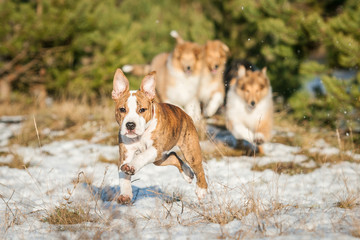 Group of puppies playing outdoors in winter