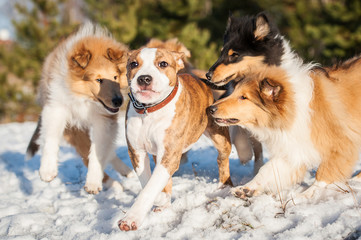 Group of puppies playing outdoors in winter