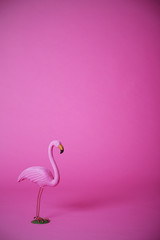 Pink flamingo in studio