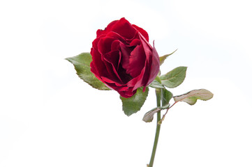 Red rose isolated on white background.