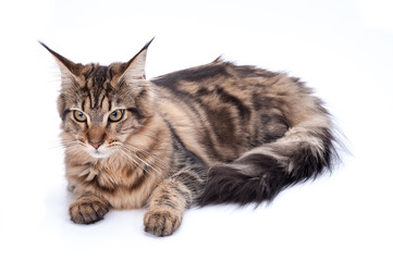 Fototapeta premium Maine coon cat, sitting and facing, isolated on white