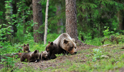 Brown bear with cubs resting in the forest