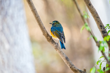 A  colourful bird sitting at the edge of a branch