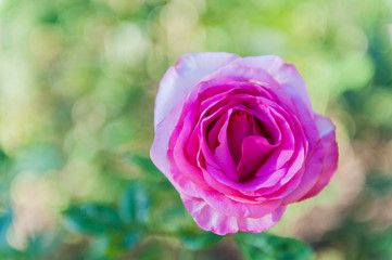 close up pink rose flowers in a garden