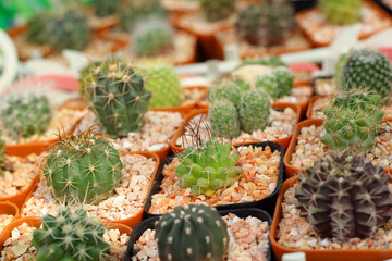 Close up of the cactus
