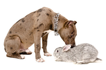 Naklejka premium Dog sniffing rabbit
