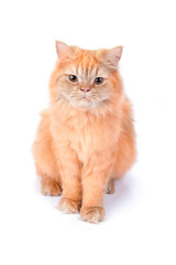 Obraz premium Kot perski na białym tle.