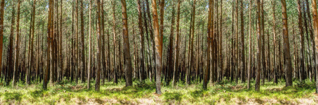 Fototapeta Forest panorama