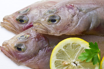 rooster sea isolated