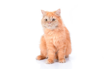 Persian cat on a white background.