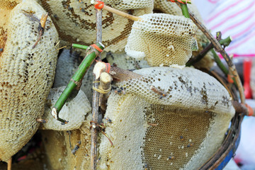 Honeycomb on the branch at market