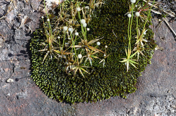lichen  in forest