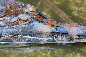 crocodile close up