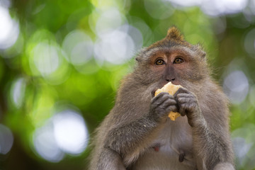 Long-tailed Macaque Monkey