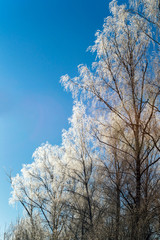 .Beautiful winter landscape with snow covered trees