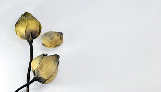 Fototapeta dry lotus