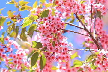 pink cherry flowers blossom