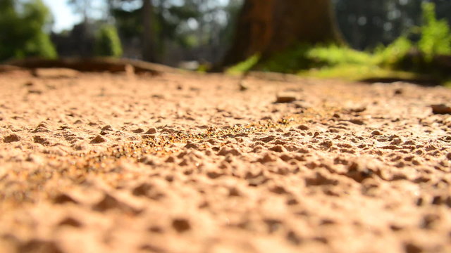 Giant Ant Colony on the March in the Jungle