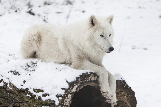 resting arctic wolf