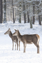 two red deer in winter