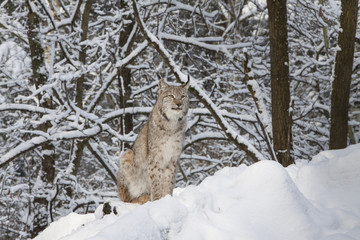 lynx in winter forest