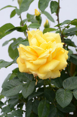 yellow rose