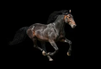 Afwasbaar Fotobehang Paardrijden Dark stallion running on black background