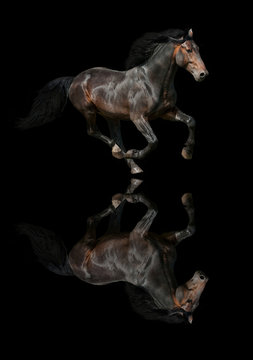 Galloping dark horse on black background with reflection