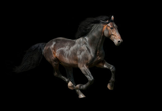 Dark stallion running on black background