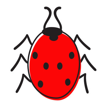 Ladybug isolated