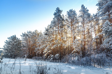 Fototapeta premium Bright sun in the winter forest with trees covered with hoarfros