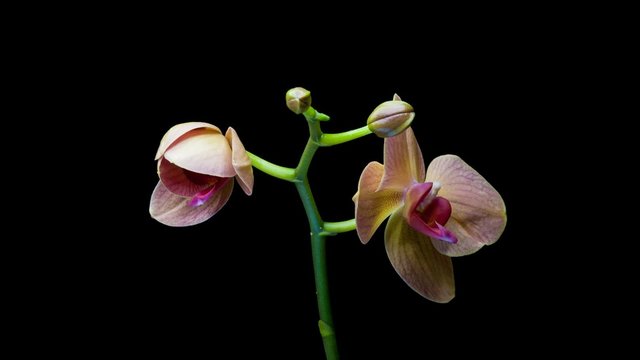 drop bud orchid isolated on black background