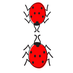 Two ladybugs isolated