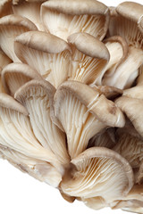 Fresh oyster mushrooms on a white background. Isolated.