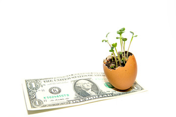 The plant grows from the ground on a white background