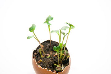 The plant grows from the ground on a white background