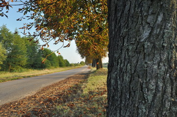 Avenue of chestnut trees. Chestnuts on the road. Autumn