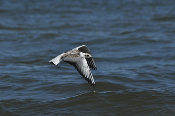 Seagull flying, searching for food over the waves. Baltic Sea