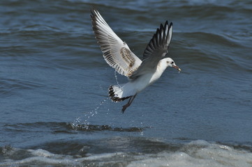 Seagull flying, searching for food over the waves. Baltic Sea