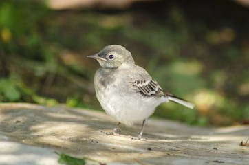 White Wagtail chick
