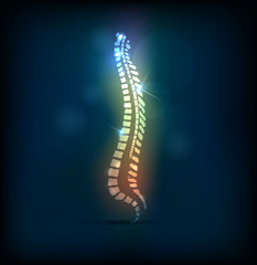 Colorful spine vertebral column, bright design