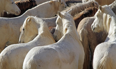Beaux chevaux camarguais