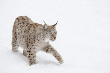 Fototapeta premium Lynx Wild Cat