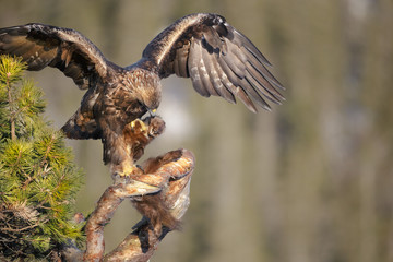 Golden Eagle