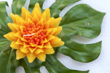 Closeup Gazania flower with green background