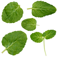 Branches garden mint on a white background. Isolated.