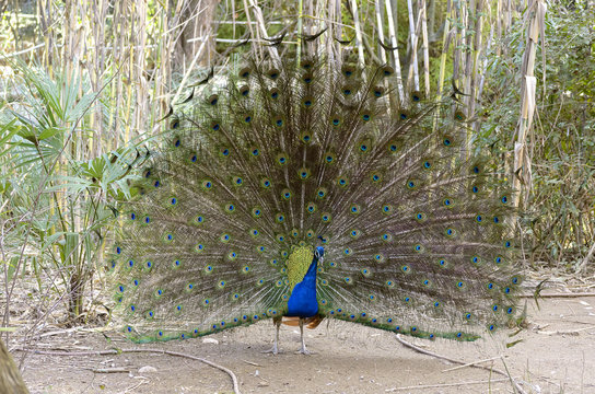 Beautiful Blue Peafowl