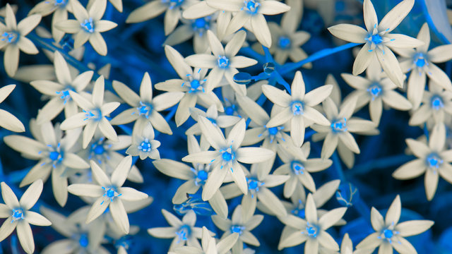 White Ornithogalum Flowers with Blue Leaves (16:9 Aspect Ratio)