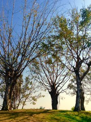 Obraz premium Deciduous trees.